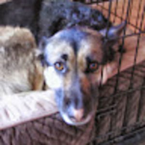 Meet your Posher, Cherry